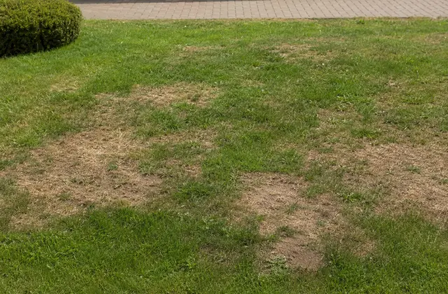 Foltosan kiszáradó intézményi gyep