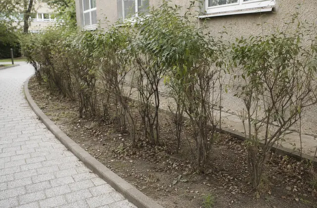 Kikopó cserjesáv intézményi épület mellett